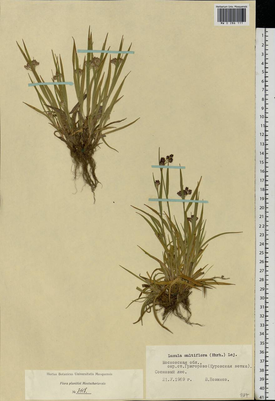 Luzula multiflora (Ehrh.) Lej., Eastern Europe, Moscow region (E4a) (Russia)