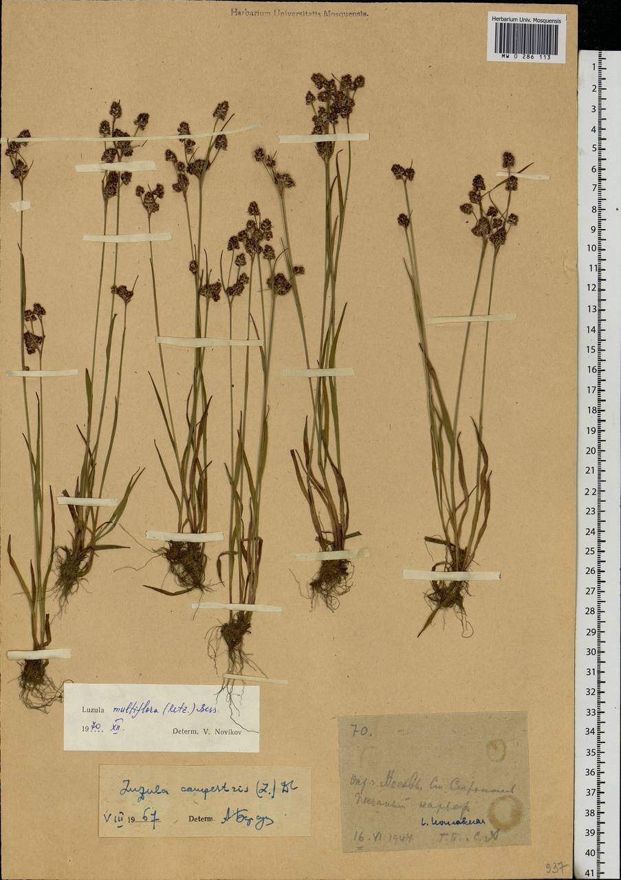 Luzula multiflora (Ehrh.) Lej., Eastern Europe, Moscow region (E4a) (Russia)