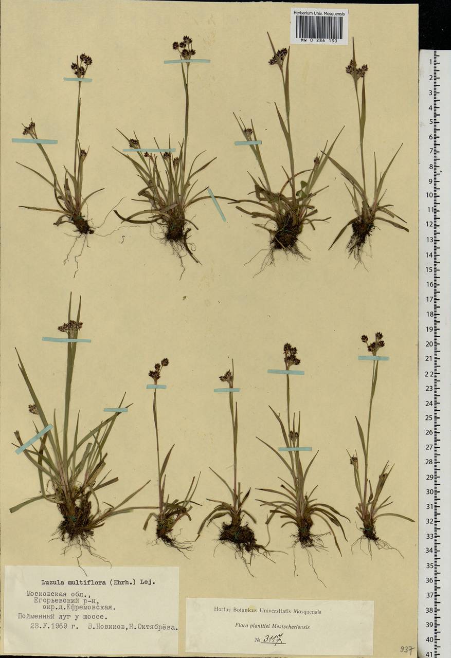 Luzula multiflora (Ehrh.) Lej., Eastern Europe, Moscow region (E4a) (Russia)