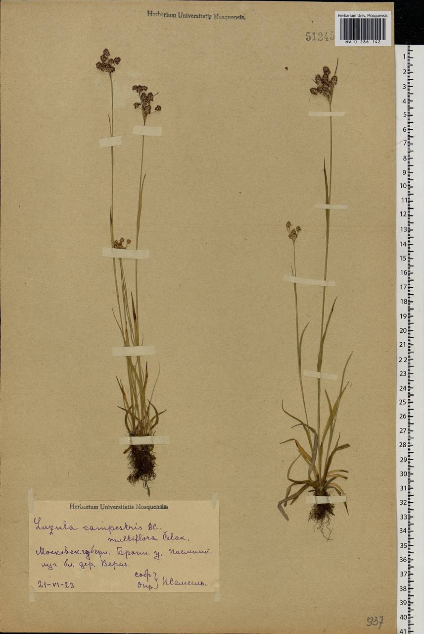 Luzula multiflora (Ehrh.) Lej., Eastern Europe, Moscow region (E4a) (Russia)