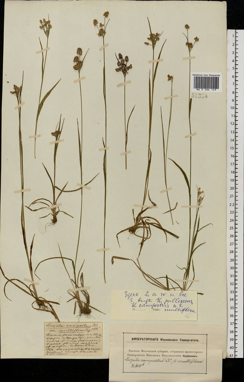 Luzula multiflora (Ehrh.) Lej., Eastern Europe, Moscow region (E4a) (Russia)