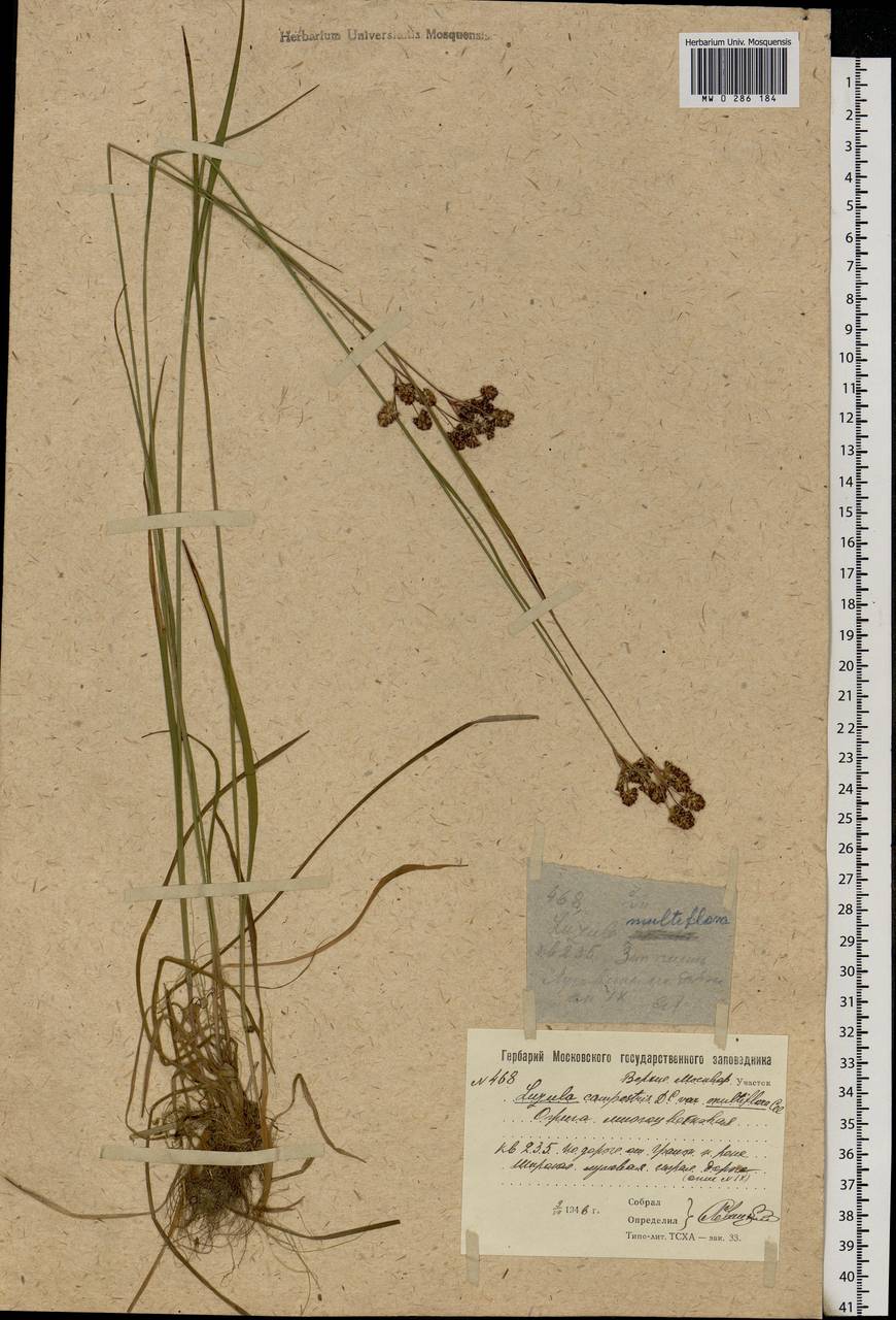 Luzula multiflora (Ehrh.) Lej., Eastern Europe, Moscow region (E4a) (Russia)