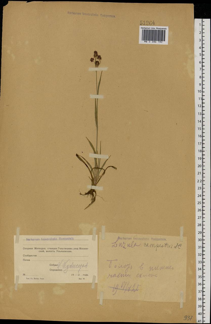 Luzula multiflora (Ehrh.) Lej., Eastern Europe, Moscow region (E4a) (Russia)