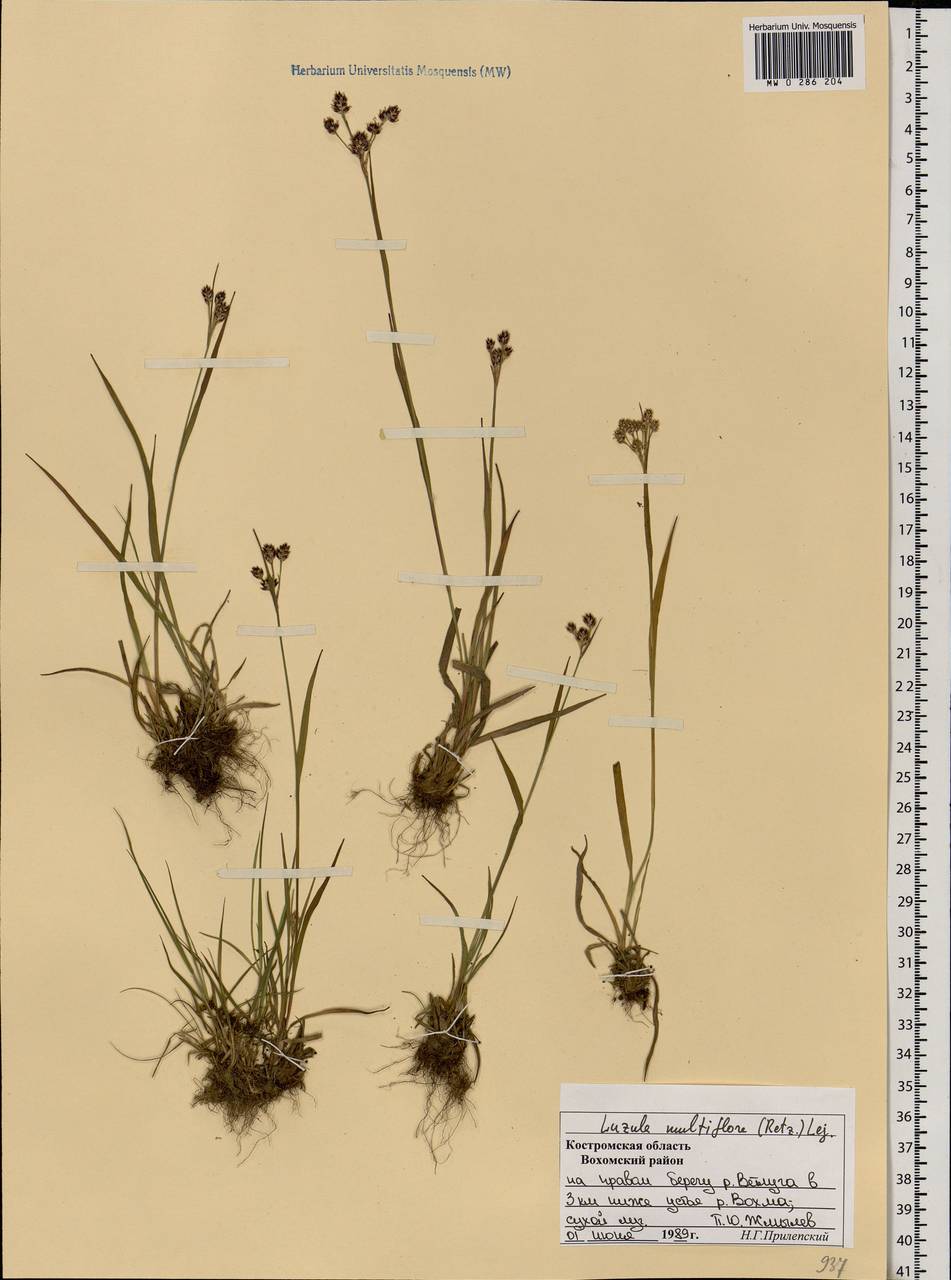 Luzula multiflora (Ehrh.) Lej., Eastern Europe, Central forest region (E5) (Russia)
