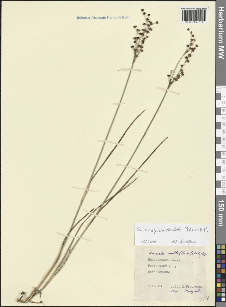 Juncus alpinoarticulatus Chaix, Eastern Europe, Central forest region (E5) (Russia)