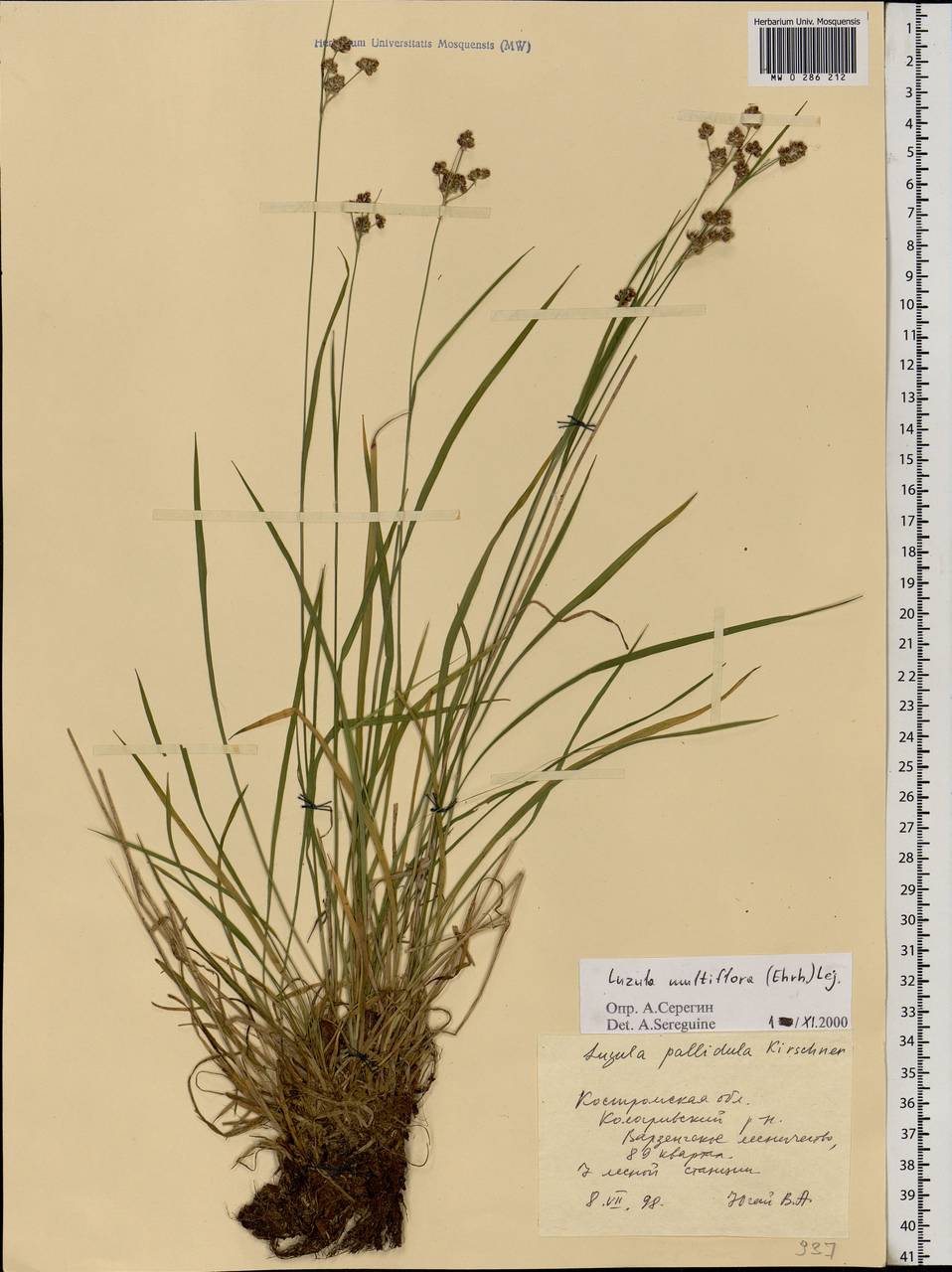 Luzula multiflora (Ehrh.) Lej., Eastern Europe, Central forest region (E5) (Russia)