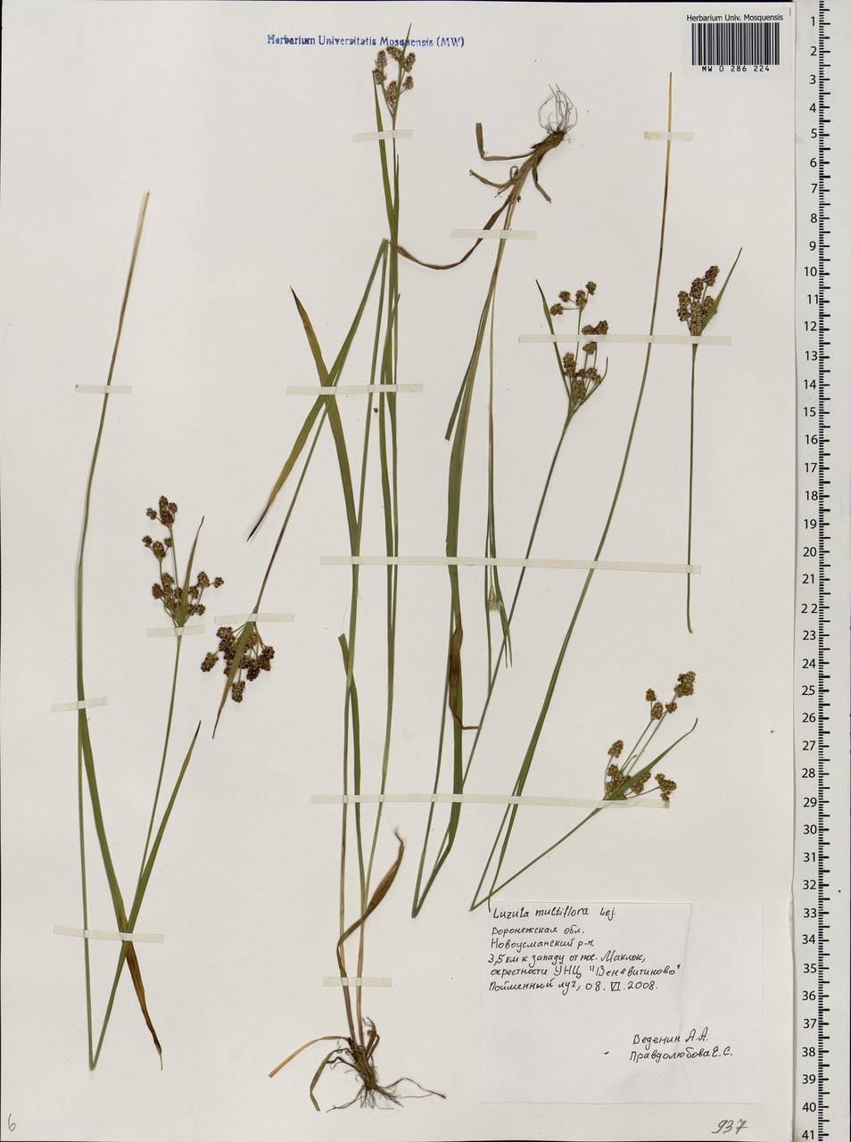 Luzula multiflora (Ehrh.) Lej., Eastern Europe, Central forest-and-steppe region (E6) (Russia)