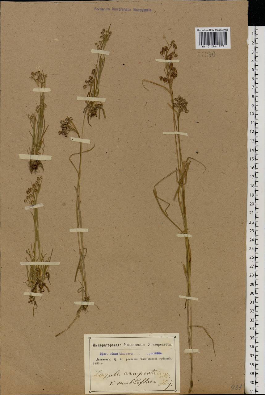 Luzula multiflora (Ehrh.) Lej., Eastern Europe, Central forest-and-steppe region (E6) (Russia)