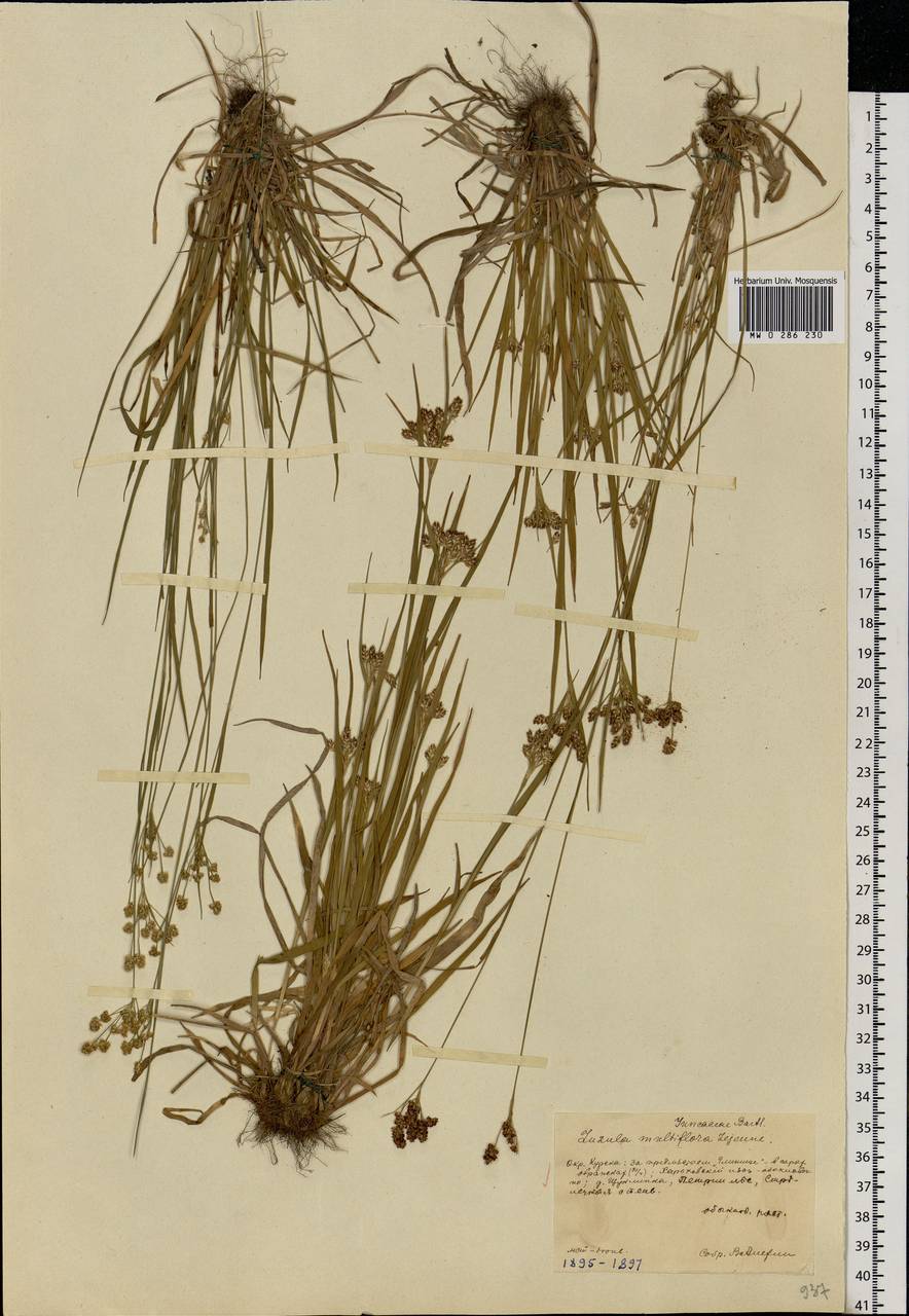 Luzula multiflora (Ehrh.) Lej., Eastern Europe, Central forest-and-steppe region (E6) (Russia)