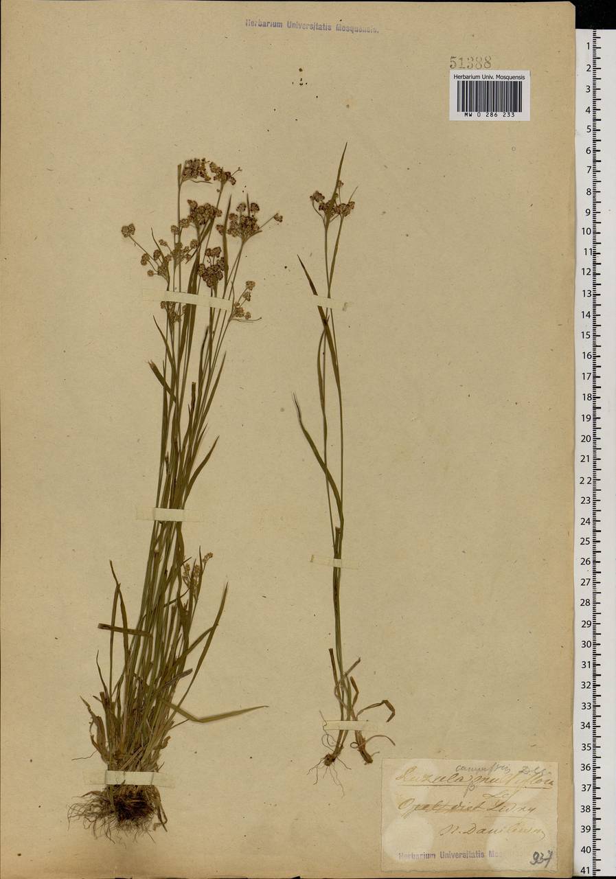 Luzula multiflora (Ehrh.) Lej., Eastern Europe, Central forest-and-steppe region (E6) (Russia)
