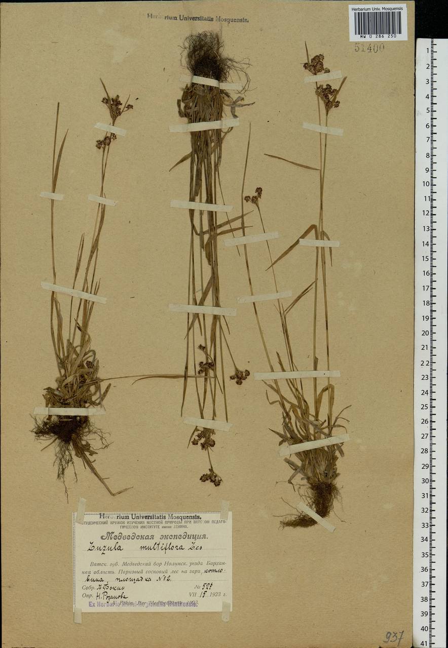 Luzula multiflora (Ehrh.) Lej., Eastern Europe, Volga-Kama region (E7) (Russia)