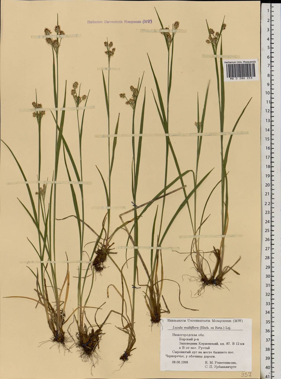 Luzula multiflora (Ehrh.) Lej., Eastern Europe, Volga-Kama region (E7) (Russia)