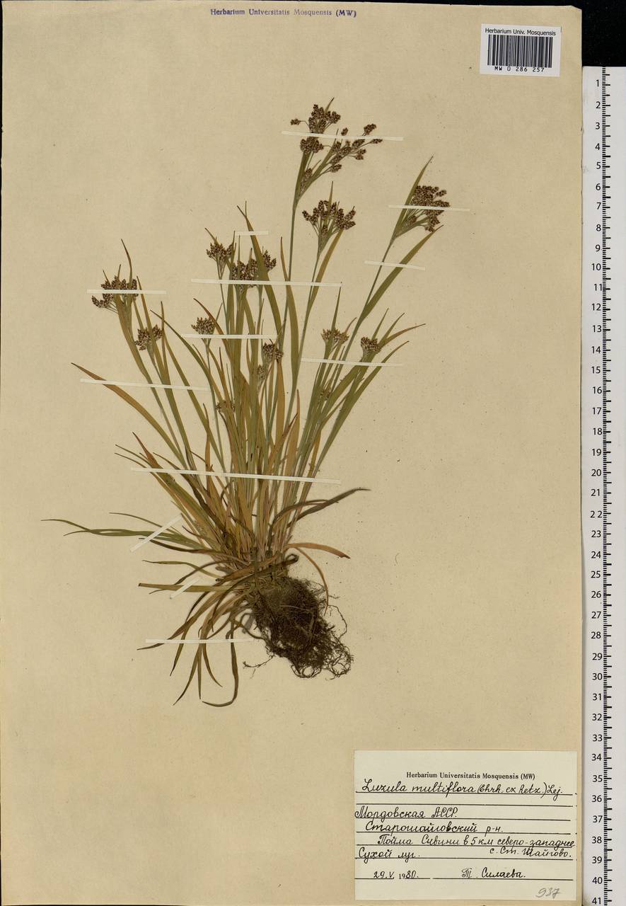 Luzula multiflora (Ehrh.) Lej., Eastern Europe, Middle Volga region (E8) (Russia)