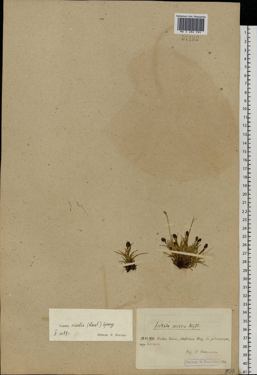 Luzula nivalis (Laest.) Spreng., Eastern Europe, Northern region (E1) (Russia)