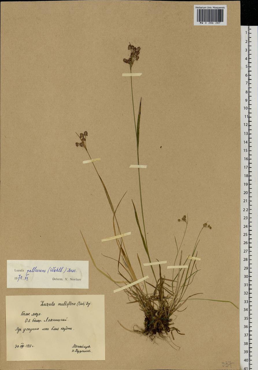 Luzula pallescens Sw., Eastern Europe, Northern region (E1) (Russia)