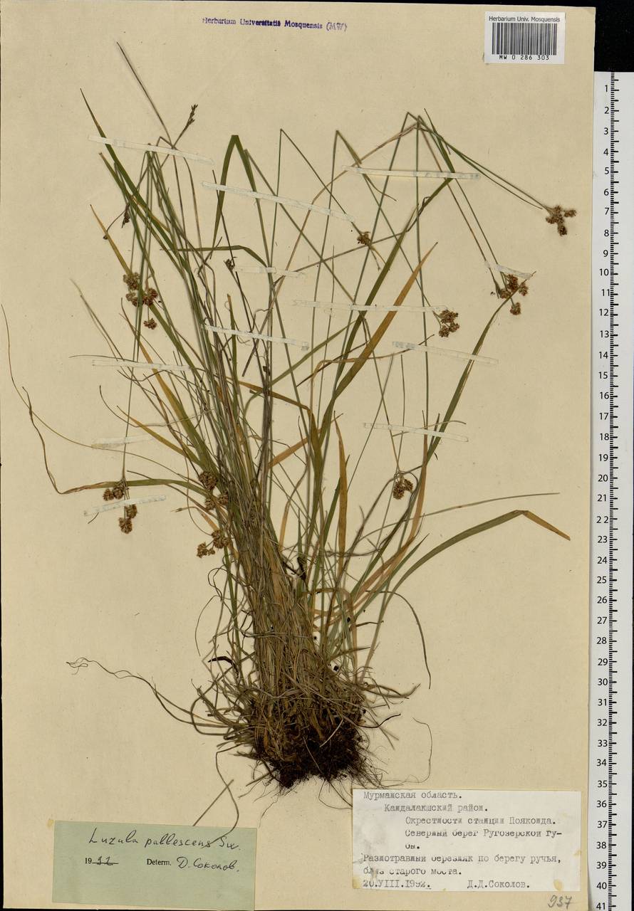 Luzula pallescens Sw., Eastern Europe, Northern region (E1) (Russia)