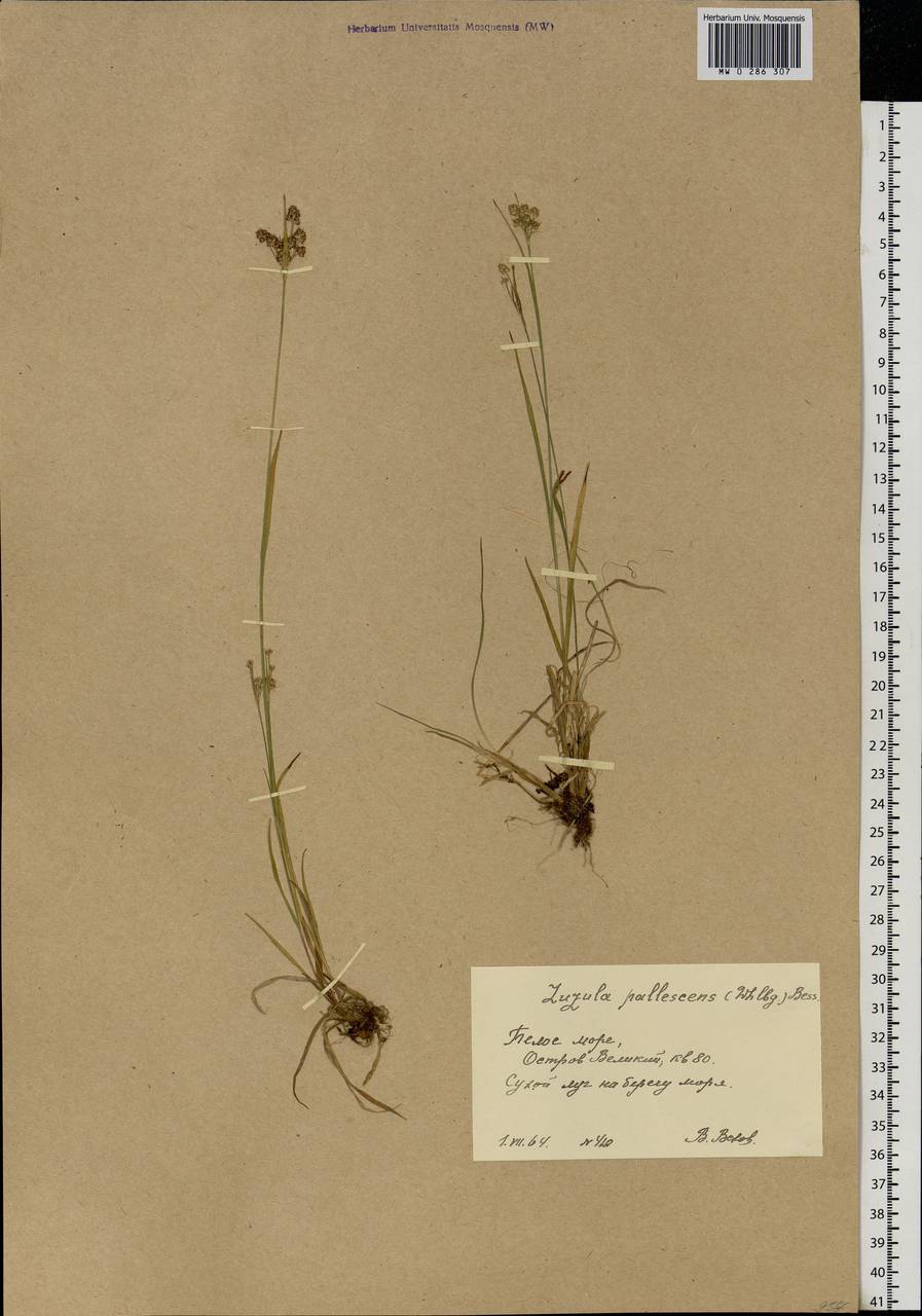 Luzula pallescens Sw., Eastern Europe, Northern region (E1) (Russia)