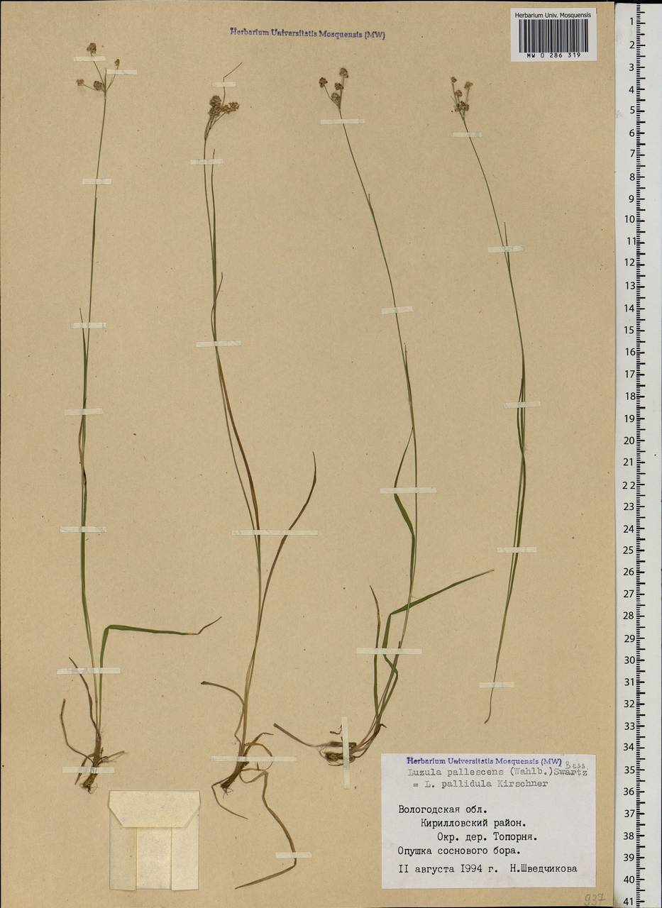 Luzula pallescens Sw., Eastern Europe, Northern region (E1) (Russia)