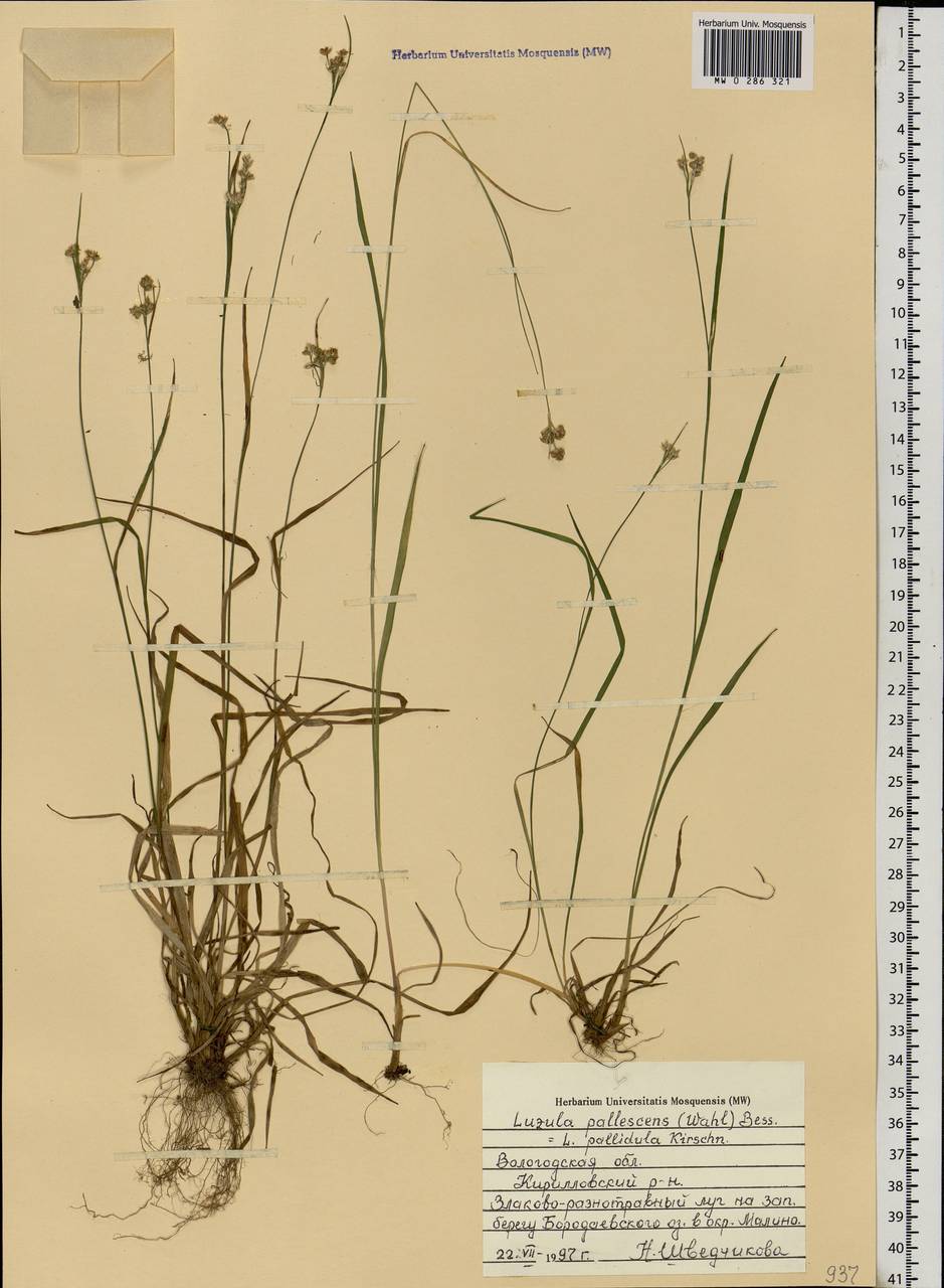 Luzula pallescens Sw., Eastern Europe, Northern region (E1) (Russia)