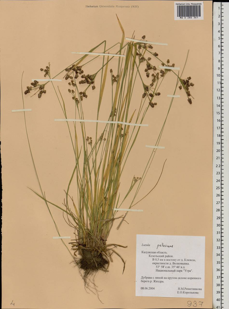 Luzula pallescens Sw., Eastern Europe, Central region (E4) (Russia)
