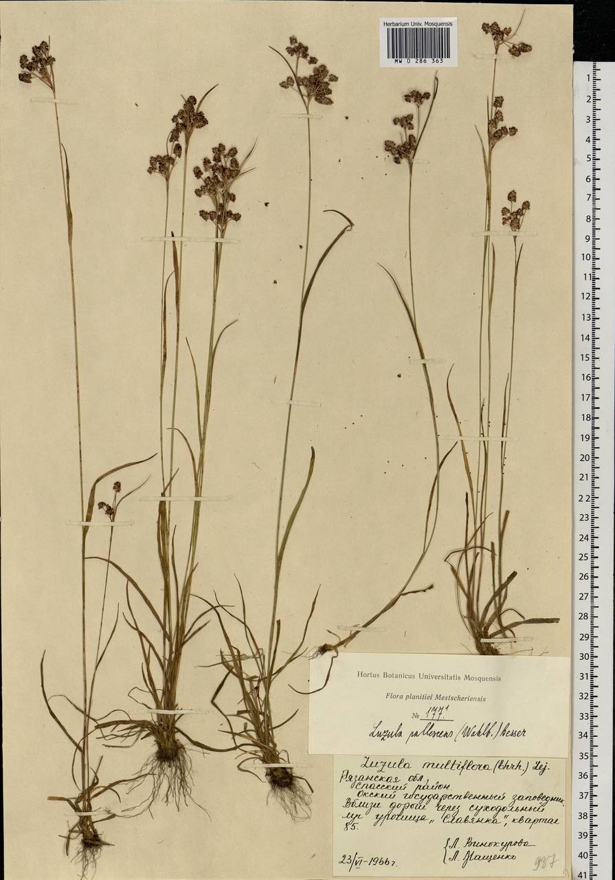 Luzula pallescens Sw., Eastern Europe, Central region (E4) (Russia)