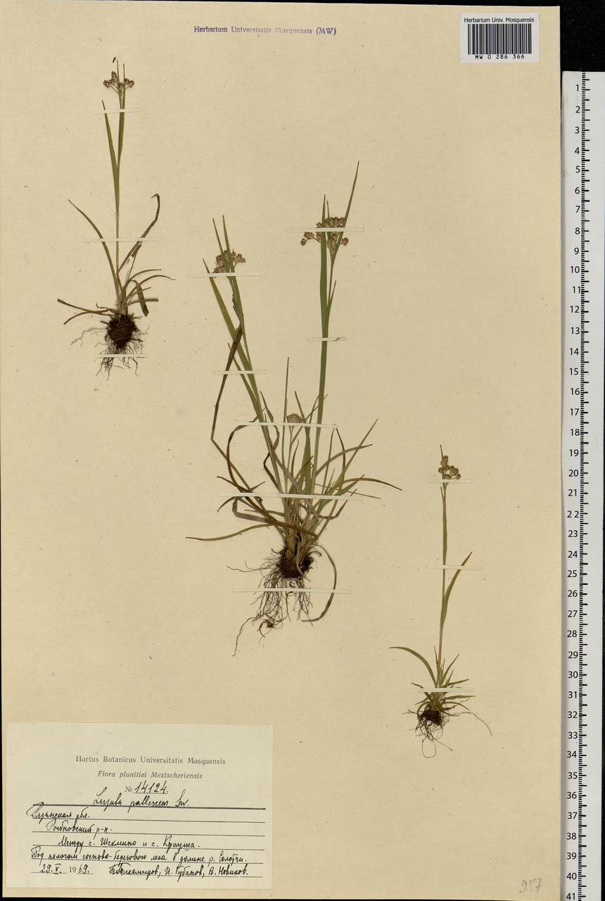 Luzula pallescens Sw., Eastern Europe, Central region (E4) (Russia)