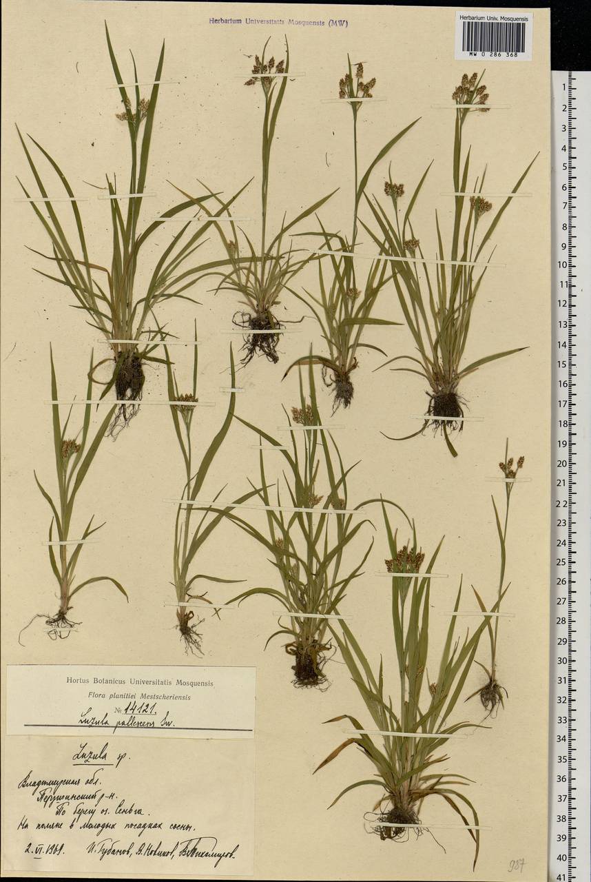 Luzula pallescens Sw., Eastern Europe, Central region (E4) (Russia)