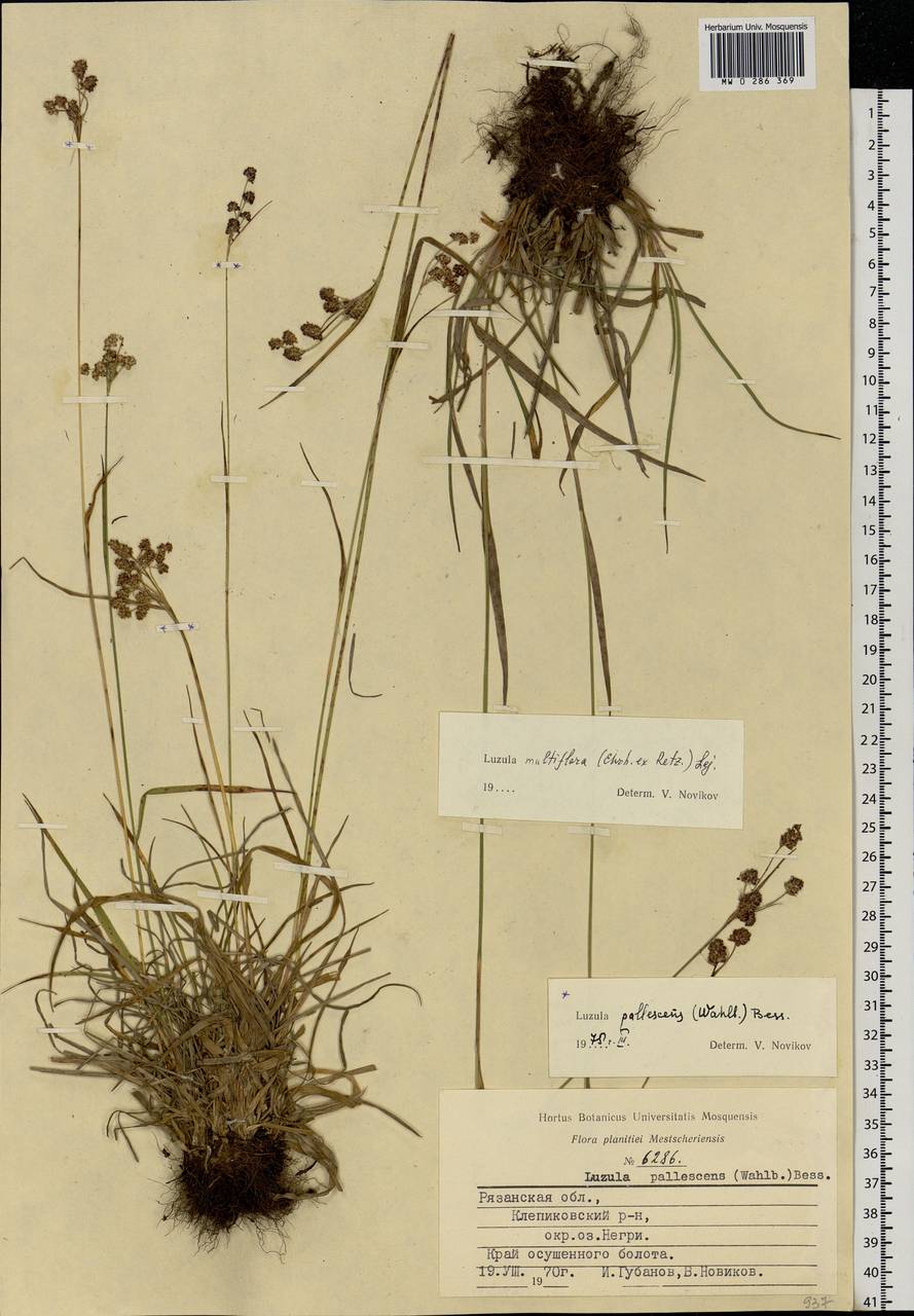 Luzula pallescens Sw., Eastern Europe, Central region (E4) (Russia)