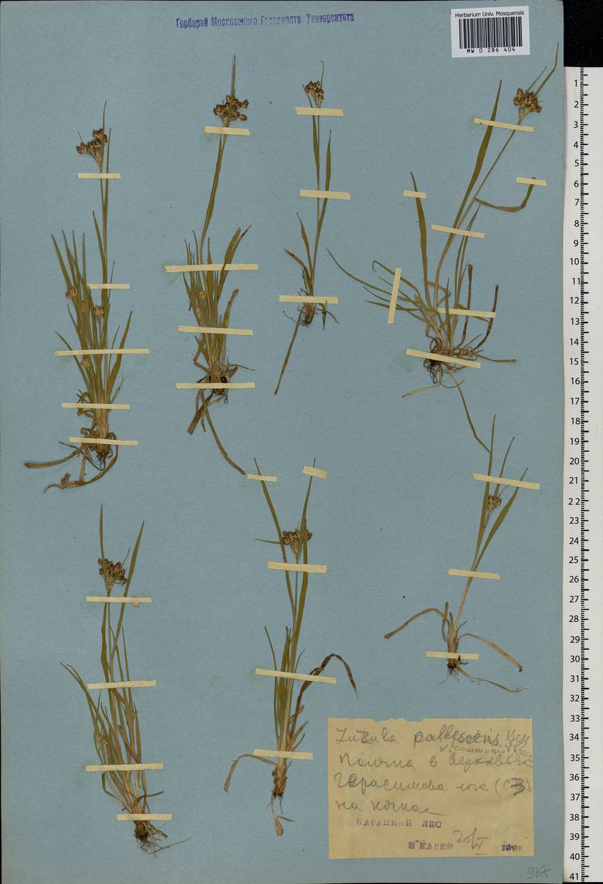Luzula pallescens Sw., Eastern Europe, Central forest-and-steppe region (E6) (Russia)