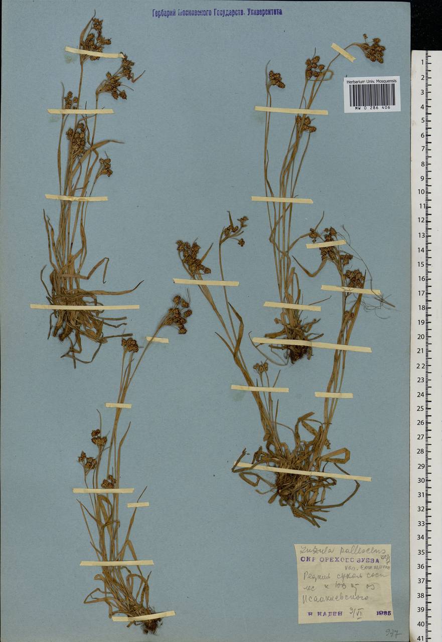 Luzula pallescens Sw., Eastern Europe, Moscow region (E4a) (Russia)