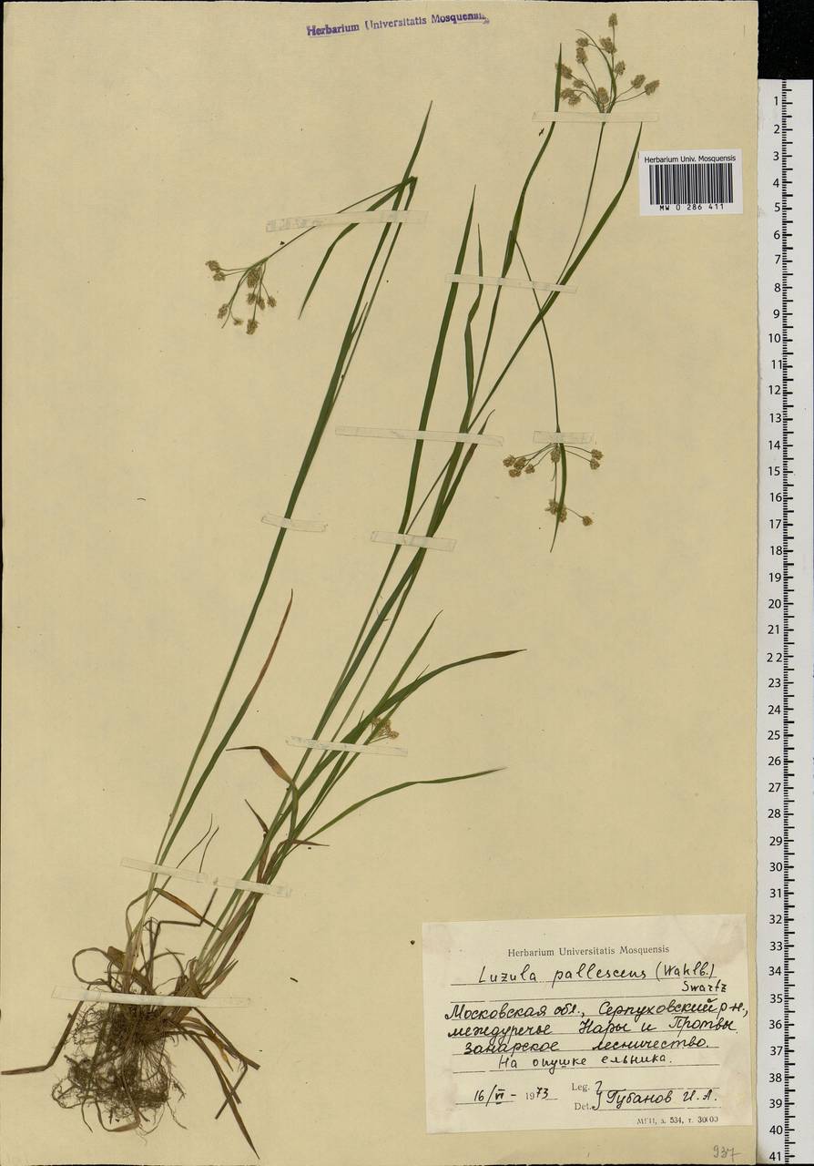 Luzula pallescens Sw., Eastern Europe, Moscow region (E4a) (Russia)