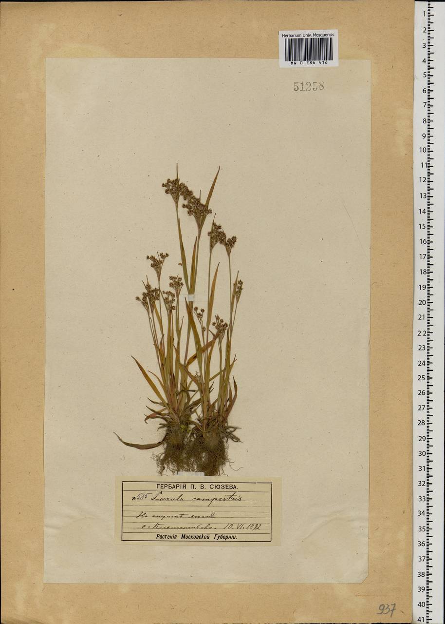 Luzula pallescens Sw., Eastern Europe, Moscow region (E4a) (Russia)