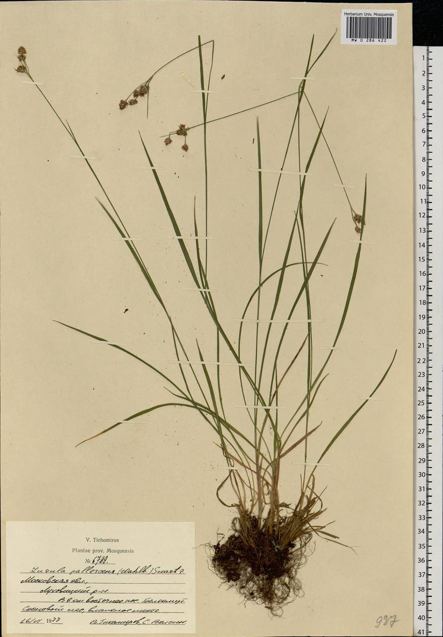 Luzula pallescens Sw., Eastern Europe, Moscow region (E4a) (Russia)