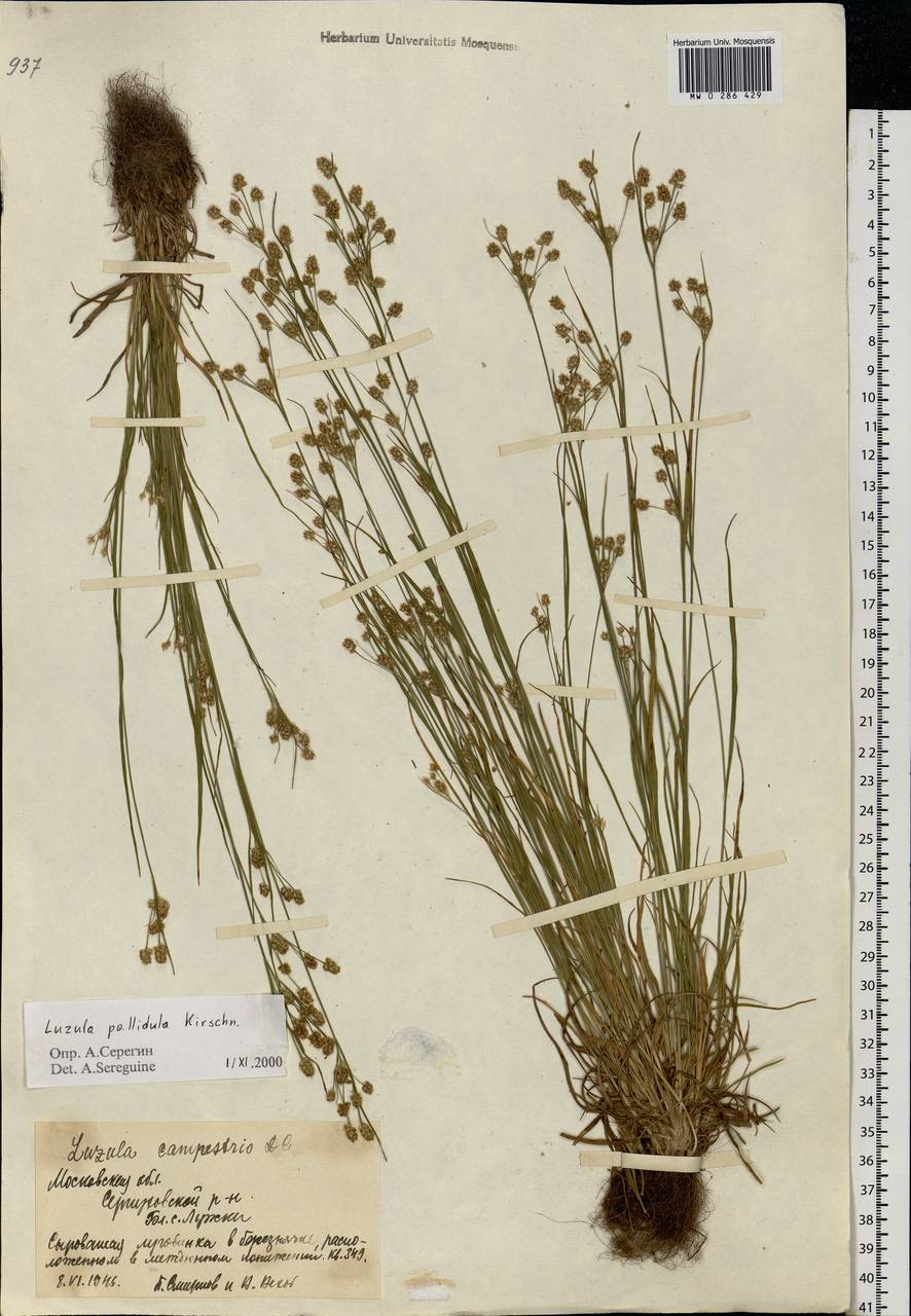 Luzula pallescens Sw., Eastern Europe, Moscow region (E4a) (Russia)