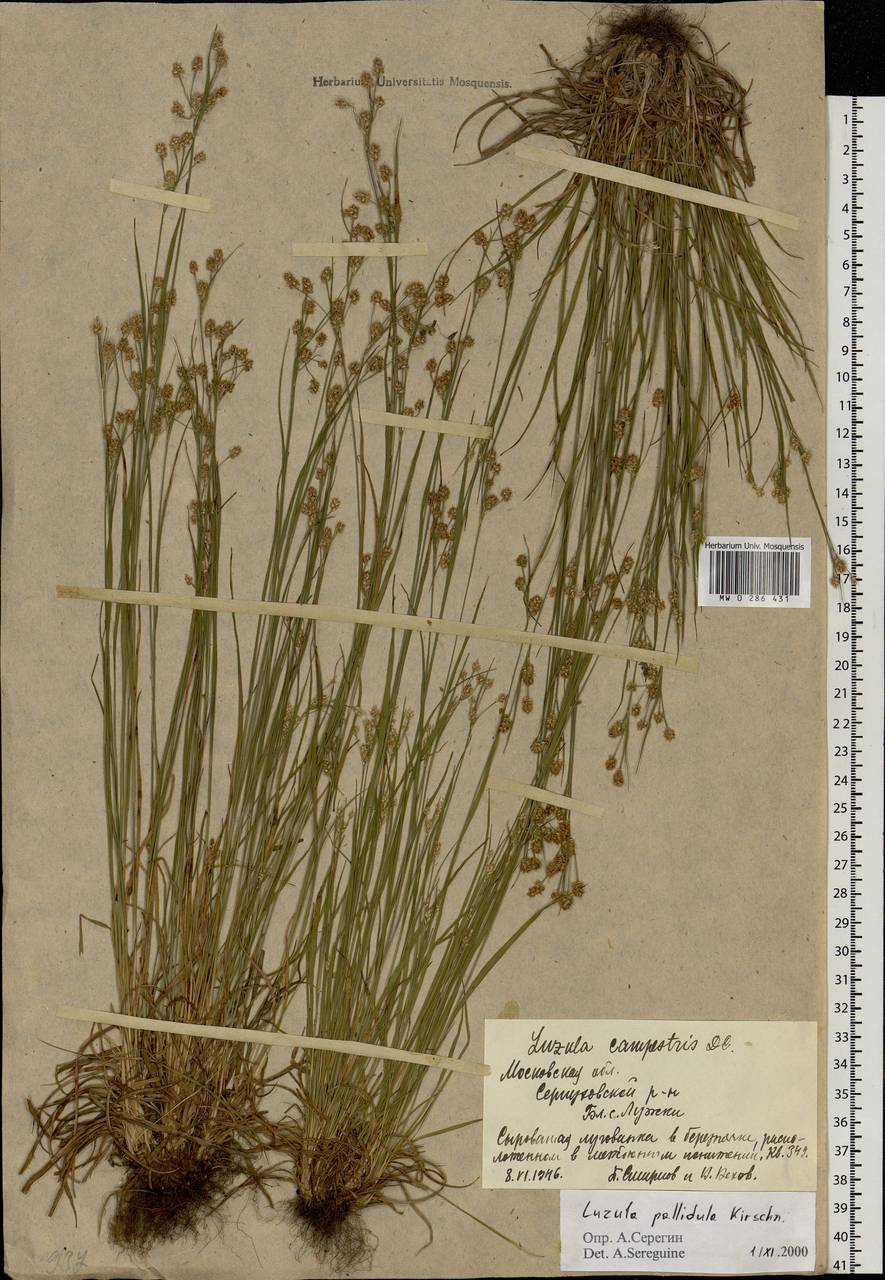 Luzula pallescens Sw., Eastern Europe, Moscow region (E4a) (Russia)