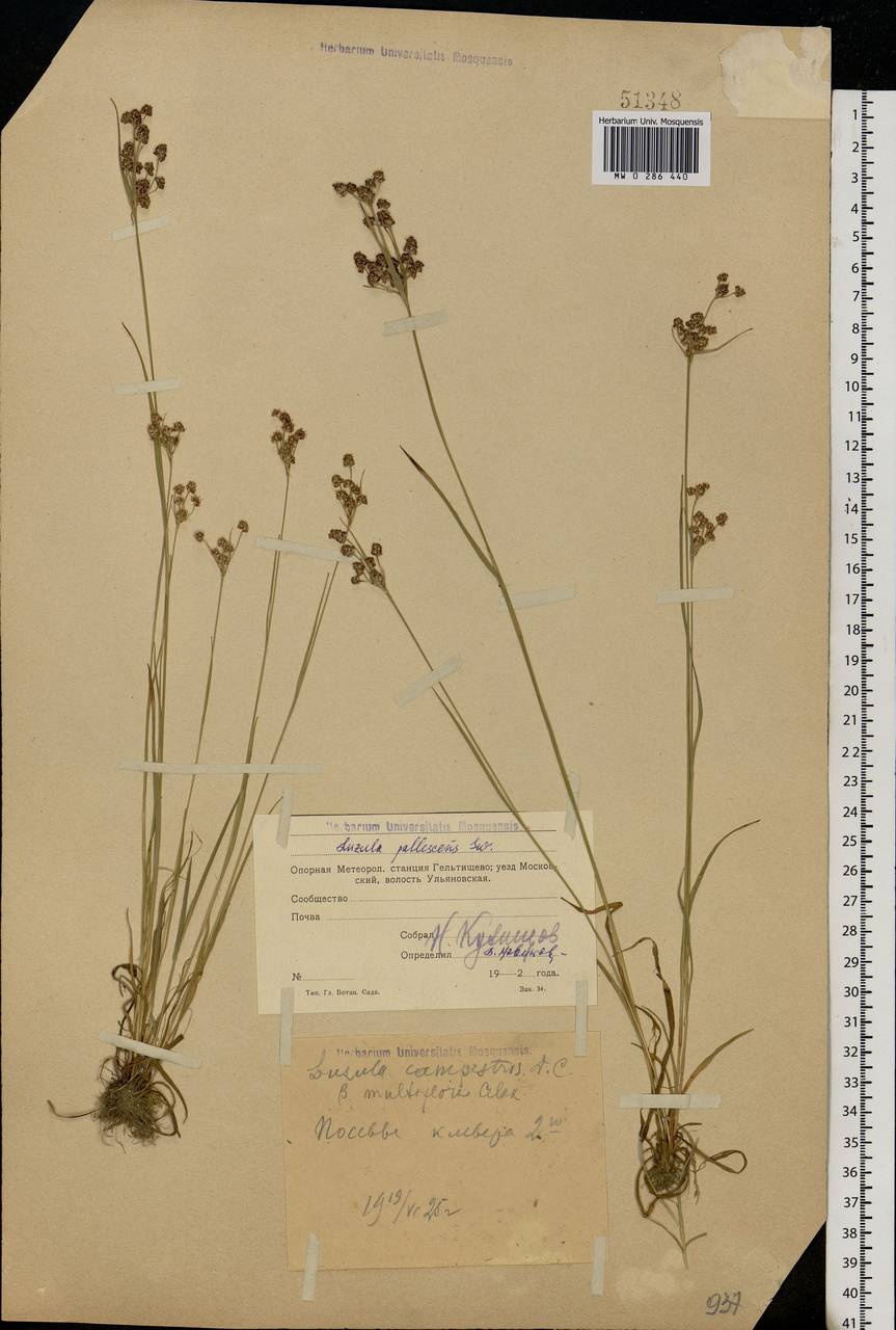 Luzula pallescens Sw., Eastern Europe, Moscow region (E4a) (Russia)