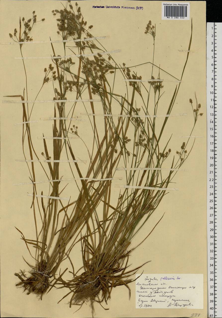 Luzula pallescens Sw., Eastern Europe, Moscow region (E4a) (Russia)