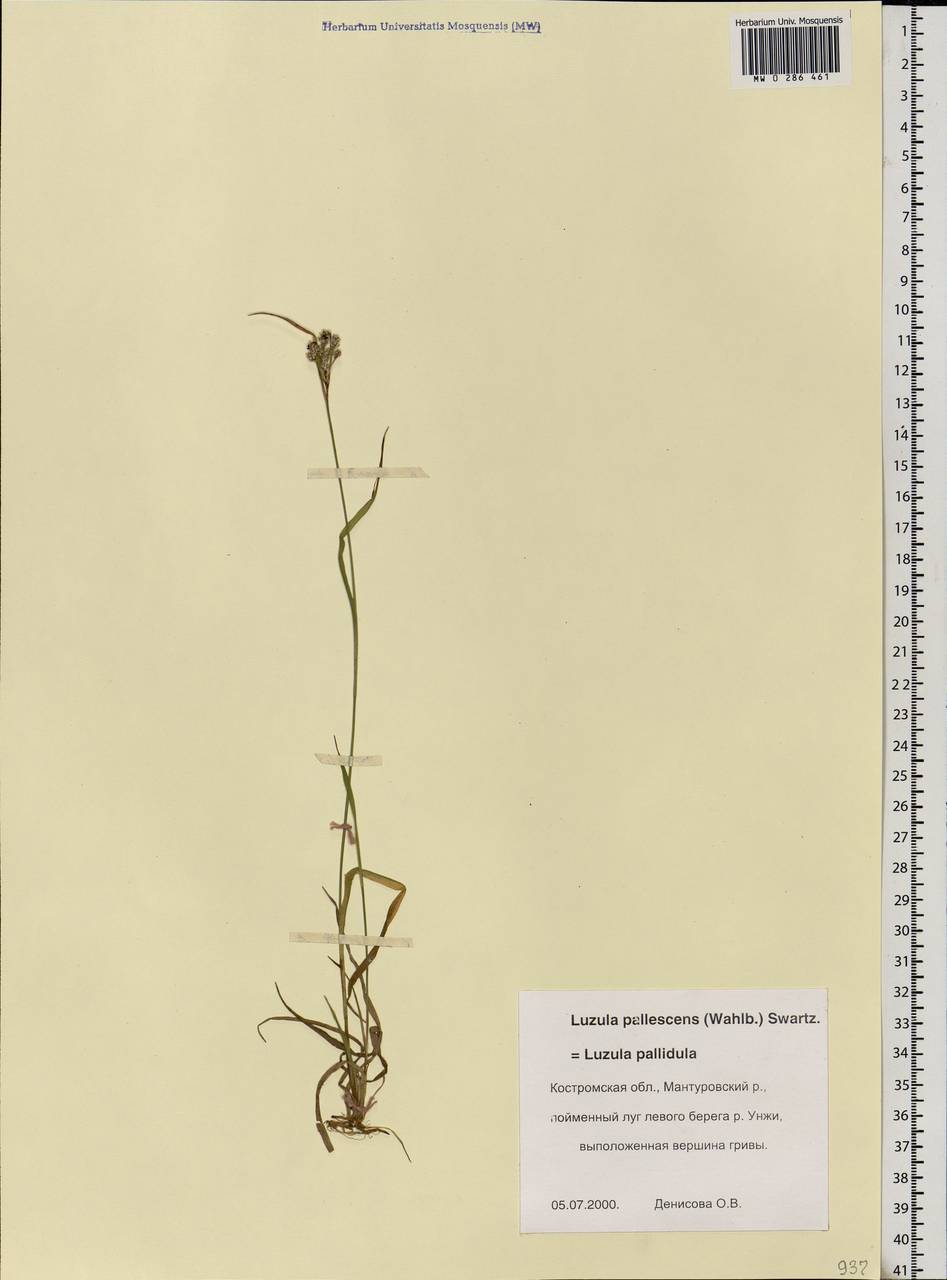 Luzula pallescens Sw., Eastern Europe, Central forest region (E5) (Russia)