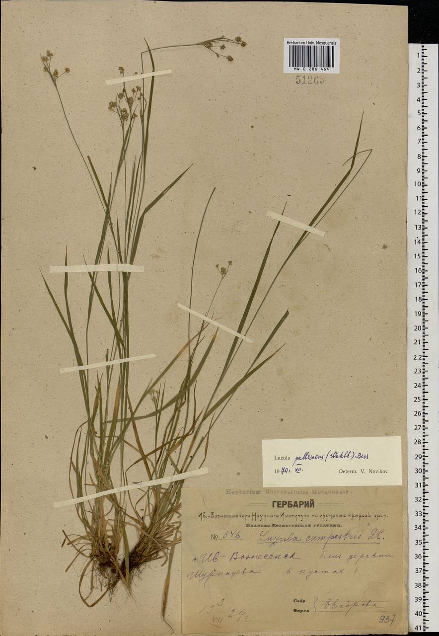 Luzula pallescens Sw., Eastern Europe, Central forest region (E5) (Russia)