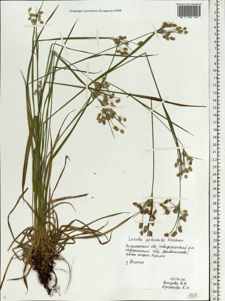Luzula pallescens Sw., Eastern Europe, Central forest-and-steppe region (E6) (Russia)