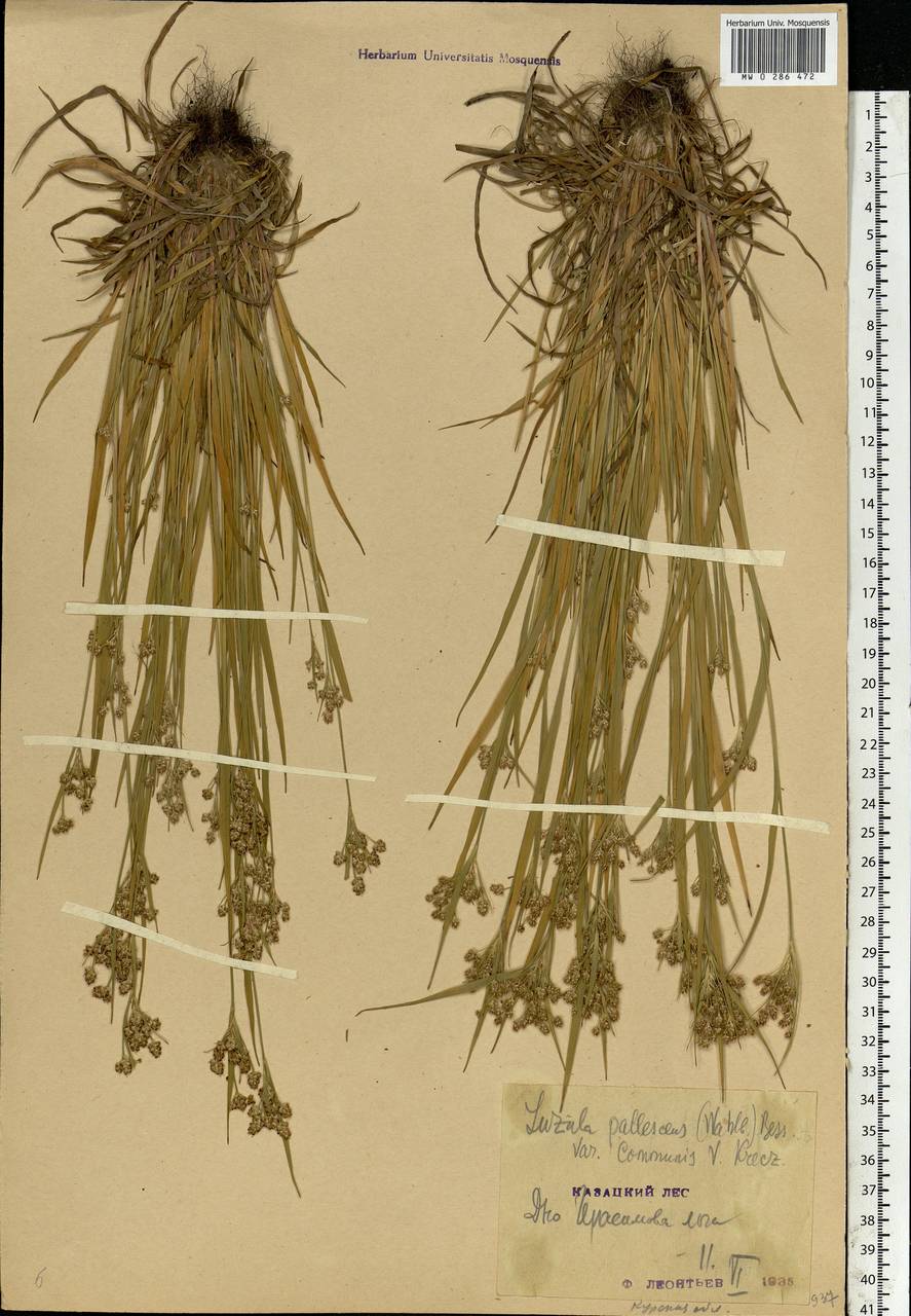 Luzula pallescens Sw., Eastern Europe, Central forest-and-steppe region (E6) (Russia)