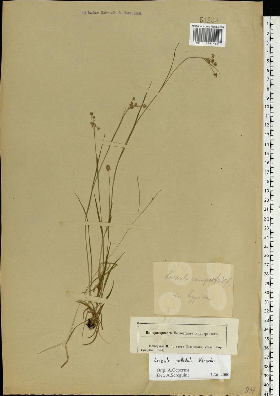 Luzula pallescens Sw., Eastern Europe, Central forest-and-steppe region (E6) (Russia)