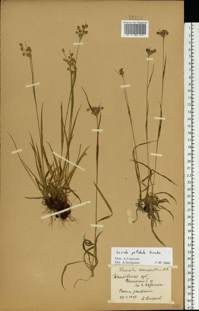 Luzula pallescens Sw., Eastern Europe, Central forest-and-steppe region (E6) (Russia)