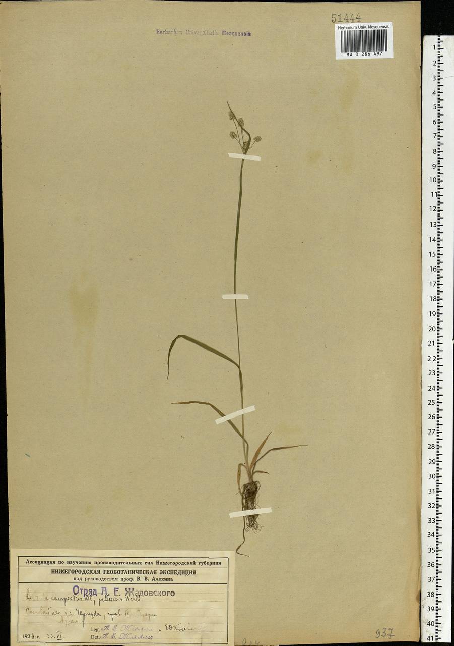 Luzula pallescens Sw., Eastern Europe, Volga-Kama region (E7) (Russia)