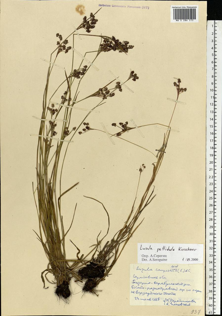 Luzula pallescens Sw., Eastern Europe, Lower Volga region (E9) (Russia)