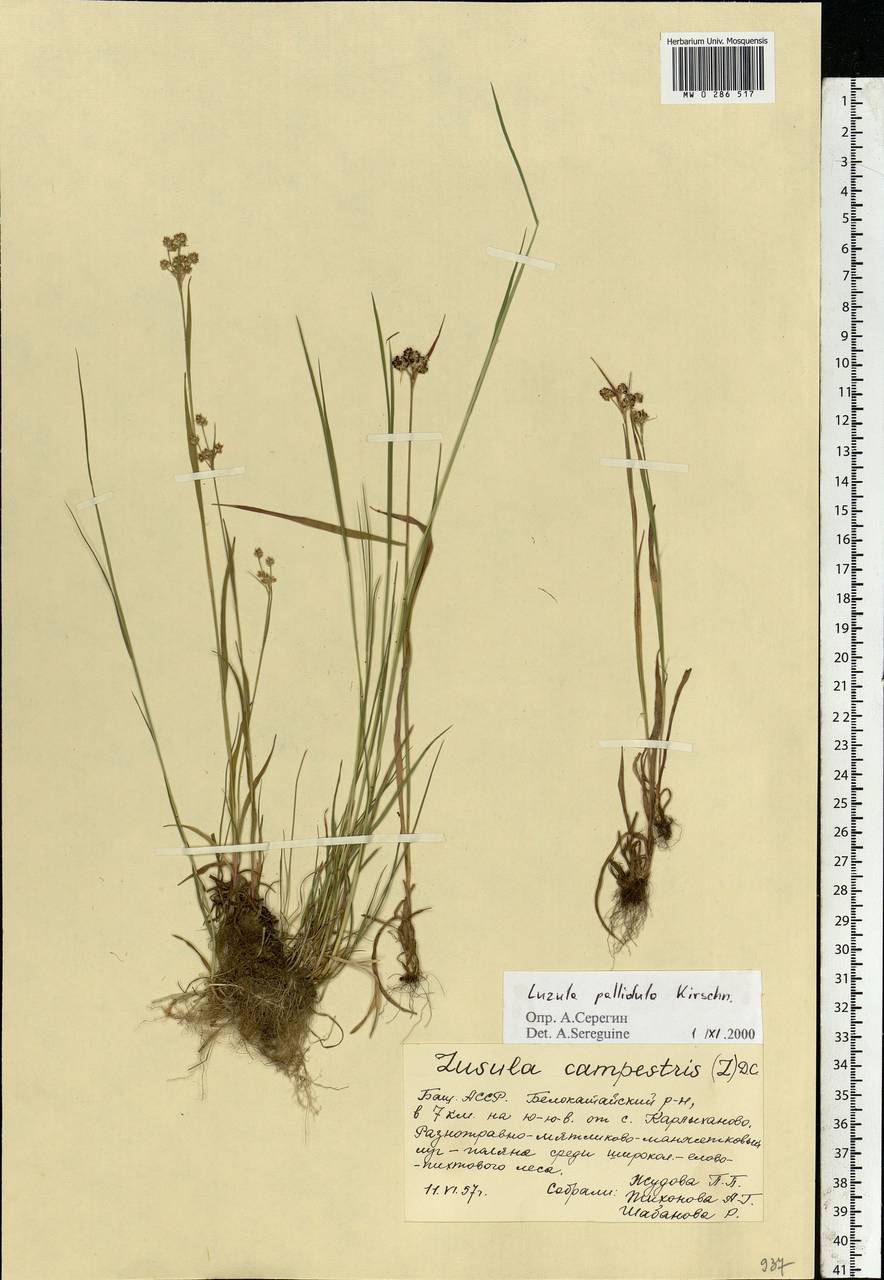 Luzula pallescens Sw., Eastern Europe, Eastern region (E10) (Russia)