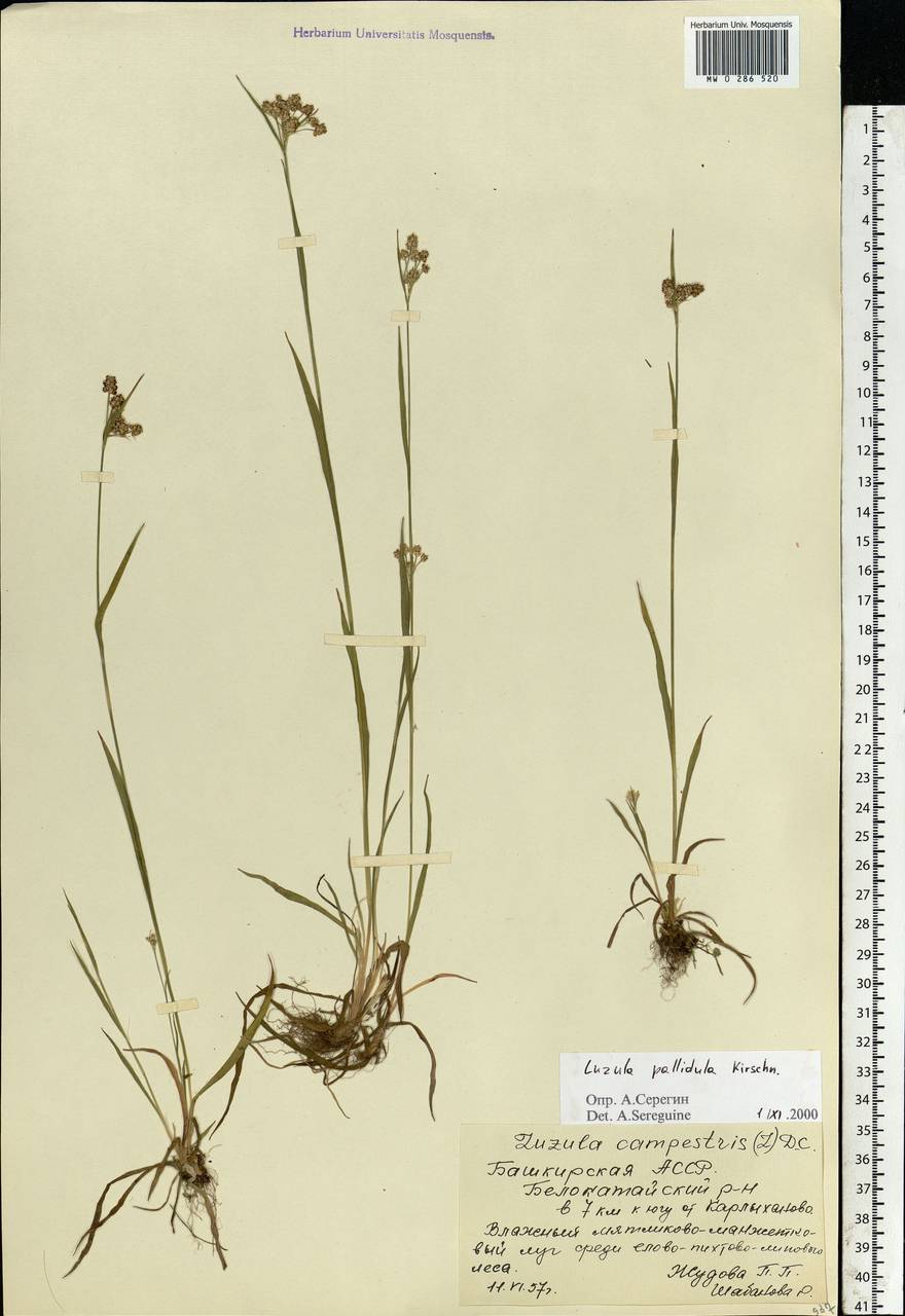 Luzula pallescens Sw., Eastern Europe, Eastern region (E10) (Russia)