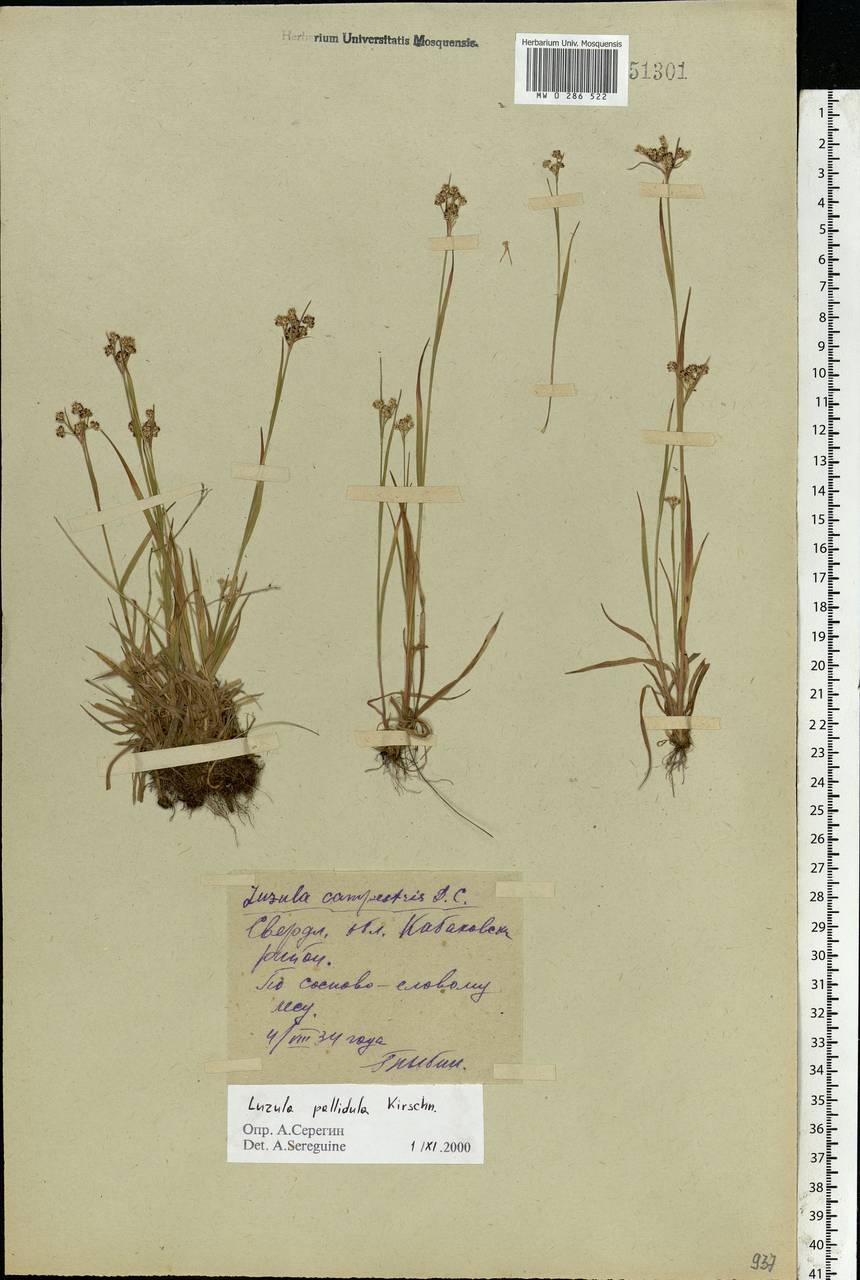 Luzula pallescens Sw., Eastern Europe, Eastern region (E10) (Russia)