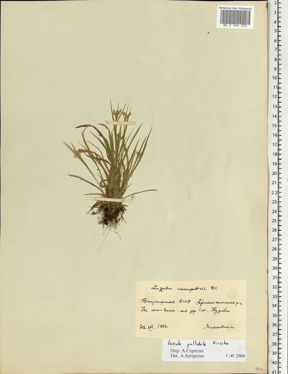 Luzula pallescens Sw., Eastern Europe, Eastern region (E10) (Russia)