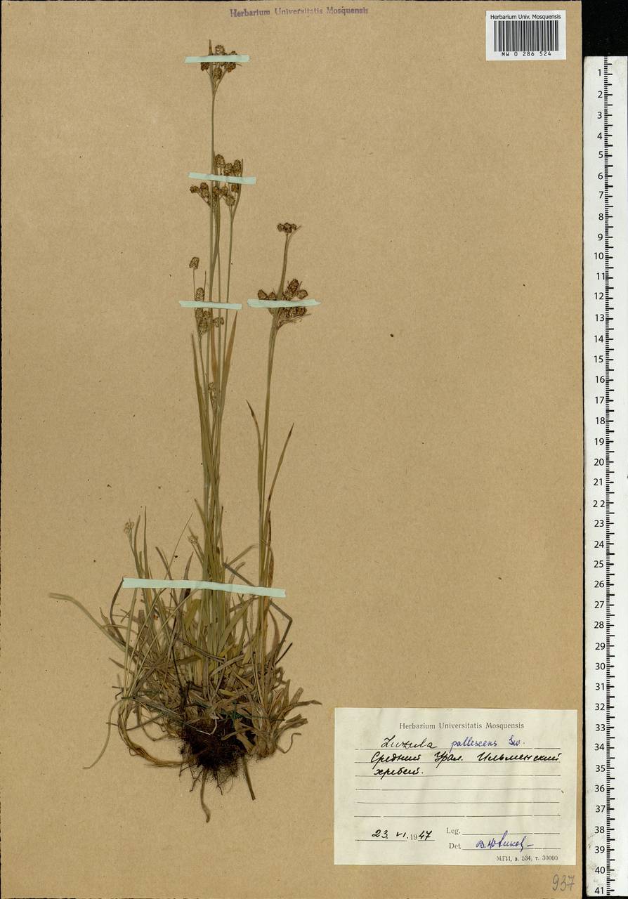 Luzula pallescens Sw., Eastern Europe, Eastern region (E10) (Russia)